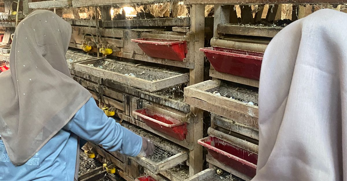 Membantu Tuan Rumah Panen Telur Puyuh